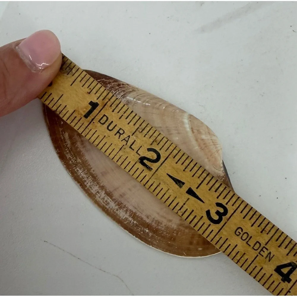 Coastal Citrus Pattern Clam Shell Jewelry  Dish Gold Trim Beach Nautical Decor